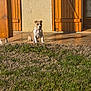 puppy, dog, porch, wooden_shutters, tiled_floor, grass, sunlight, outdoor, pet, young_dog, brown_dog, white_dog, sitting, attention, house_exterior, shadow, daylight, nature, wall, collar