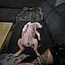 A'Sanji participe au concours pour gagner de l'argent avec cette photo : puppy, dog, lying_down, couch, blanket, tattoo, arm, relaxed, indoor, furniture, wooden_table, paw, pink_belly, sleeping, resting, pet, domestic_animal, canine, comfort, home