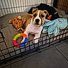 A'Sanji a rejoint le concours — aidez-le/la à gagner de superbes lots ! puppy, dog, crate, toys, plush_toy, giraffe_toy, squid_toy, colorful_ring, floor_tiles, pet_bed, curious, indoors, brown_and_white, canine, pet, playful, resting, young_dog, cute, animal