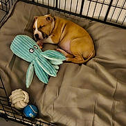 A'Sanji a rejoint le concours — aidez-le/la à gagner de superbes lots ! puppy, dog, sleeping, crate, cushion, toy, octopus_plush, brown, white, floor, tile, indoor, resting, pet, cute, cozy, animal, young_dog, enclosure, relaxing