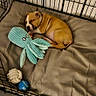 animal, brown, cozy, crate, cushion, cute, dog, enclosure, floor, indoor, octopus_plush, pet, puppy, relaxing, resting, sleeping, tile, toy, white, young_dog
