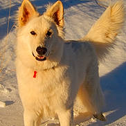 Louki participe au concours pour gagner de l'argent avec cette photo : dog, white_dog, snow, outdoor, animal, pet, fluffy, collar, tag, sunlight, winter, nature, canine, standing, tail, ears, fur, cold, daylight, portrait