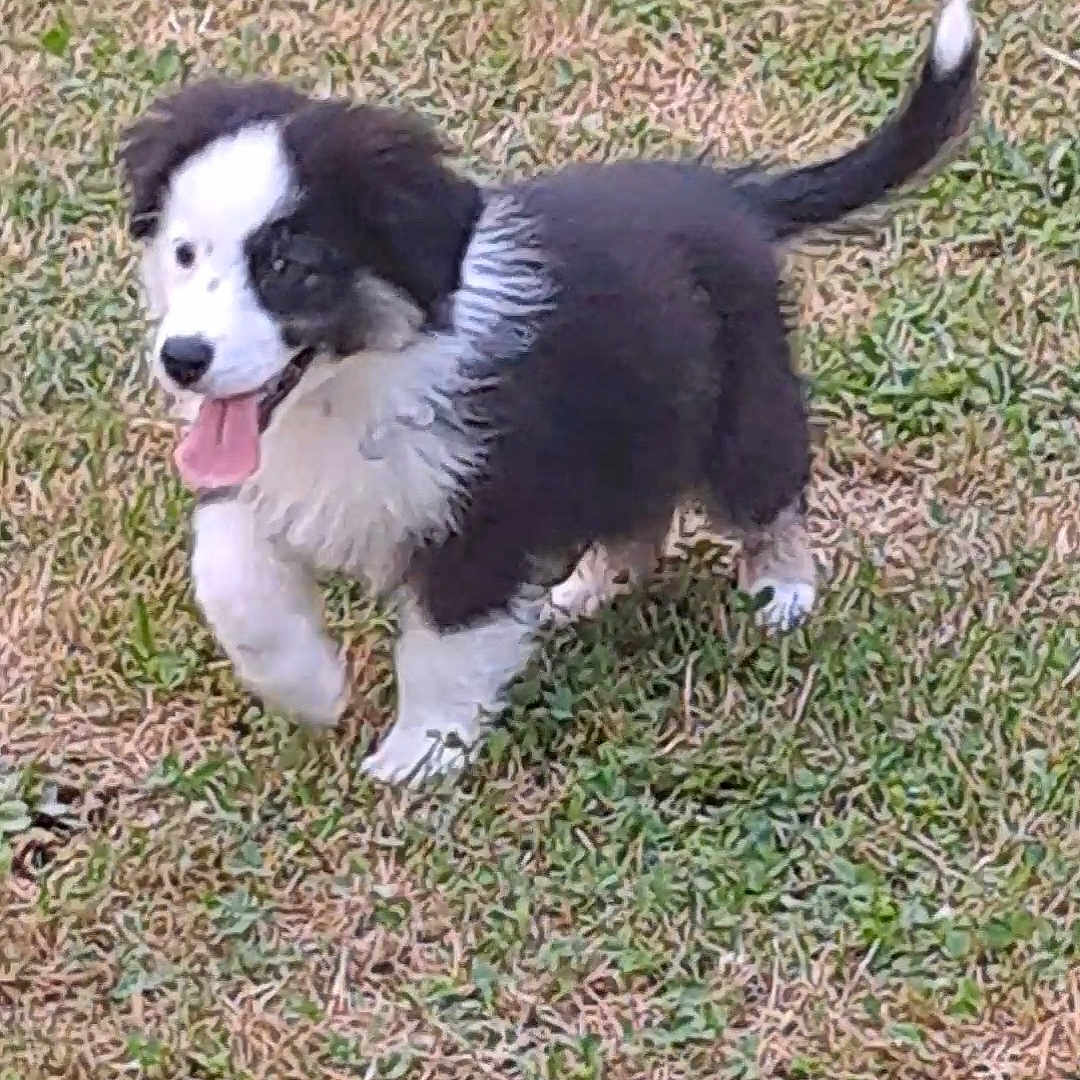 Usko participe au concours pour gagner de l'argent avec cette photo : animal, ball, canine, cockerspaniel, collie, dog, eskimodog, football, grass, hound, husky, lawn, pet, plant, puppy, soccer, soccerball, sport, tennis, tennisball