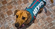 Willie is registered to the contest to win money with this photo: animal, beige, brown, canine, closeup, clothing, dog, domestic_animal, floor, friendly, happy, indoor, jersey, looking_up, pet, playful, standing, tail, tile_floor, tongue_out