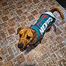 Willie is registered to the contest to win money with this photo: dog, pet, animal, jersey, clothing, floor, tile_floor, brown, beige, happy, tongue_out, looking_up, tail, canine, domestic_animal, standing, indoor, closeup, friendly, playful