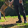 Willie joined the competition — help win amazing prizes! dog, jumping, leash, person, hand, outdoor, sunlight, grass, dirt, fence, play, pet, active, canine, footwear, pants, shadow, daytime, interaction, nature