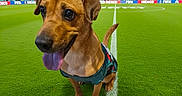 Willie joined the competition — help win amazing prizes! dog, soccer_field, stadium, crowd, mexican_flag, sports_jersey, grass, tongue_out, animal, pet, celebration, event, outdoor, sport, team_spirit, bright_lighting, green_grass, happy, fan, wide_angle