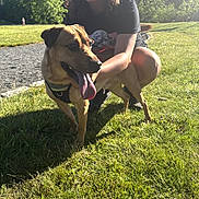 Willie is registered to the contest to win money with this photo: dog, person, grass, outdoor, sunlight, park, happy, pet, nature, greenery, animal, casual_clothing, young_adult, daylight, playing, smiling, leisure, summer, tongue_out, crouching