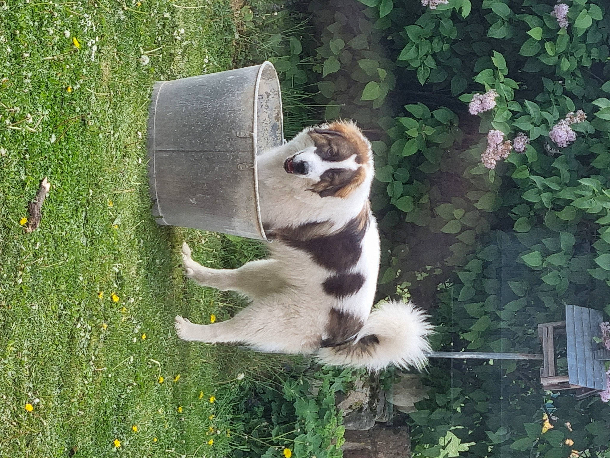 Syrius a rejoint le concours — aidez-le/la à gagner de superbes lots ! canidae, carnivore, cat, chair, companion_dog, dog_breed, fawn, felidae, grass, groundcover, herb, outdoor_furniture, paw, pet_supply, plant, small_to_medium_sized_cats, sporting_group, tail, terrestrial_animal, whiskers