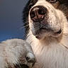 Syrius participe au concours pour gagner de l'argent avec cette photo : animal, black_fur, brown_eyes, canine, close_up, companion, cute, dog, fluffy, friendly, fur, indoor, muzzle, nose, paw, pet, portrait, snout, whiskers, white_fur
