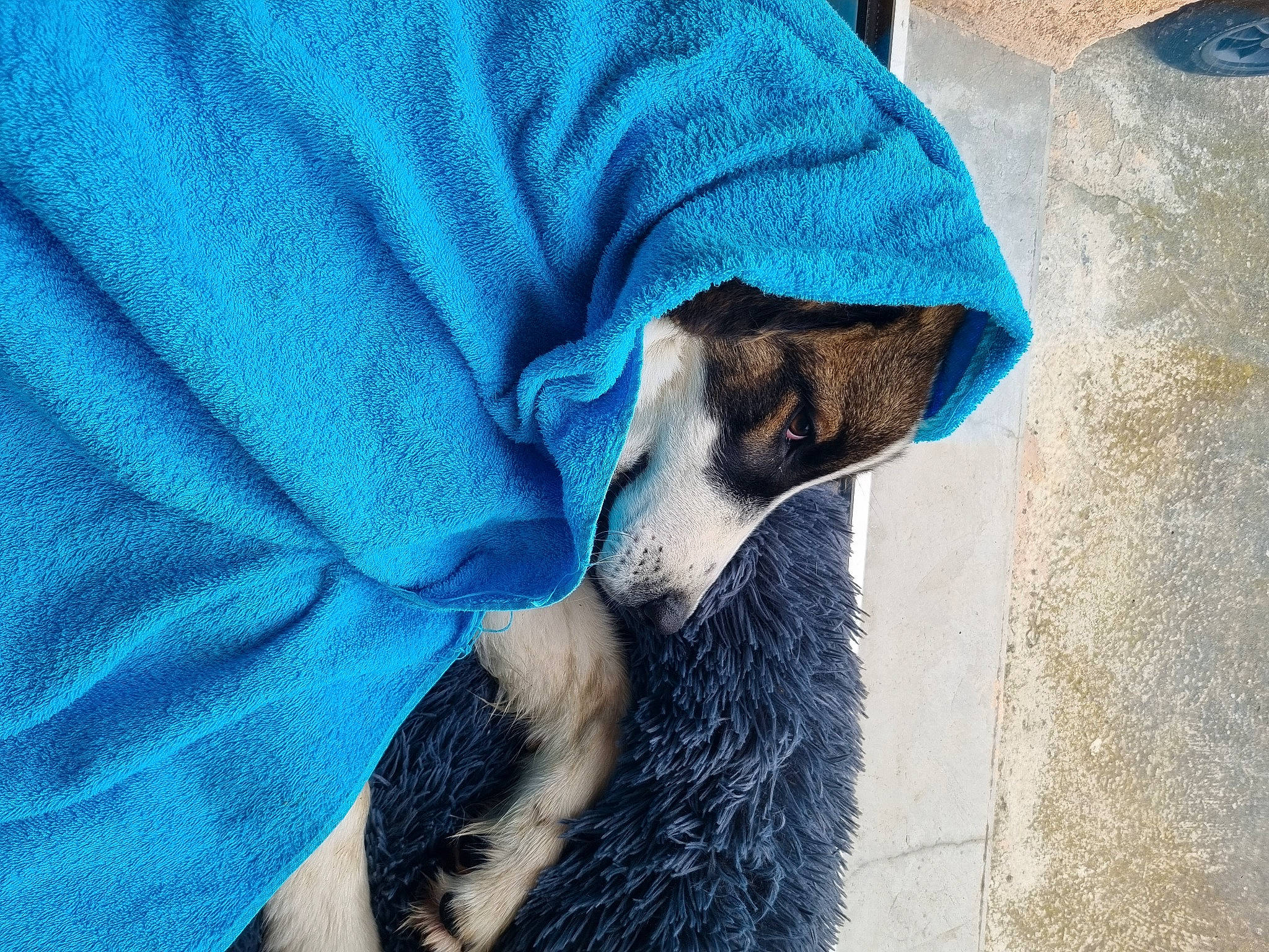 Syrius a rejoint le concours — aidez-le/la à gagner de superbes lots ! azure, canidae, carnivore, claw, comfort, dog_breed, electric_blue, felidae, fur, human_leg, meerkat, small_to_medium_sized_cats, snout, tail, terrestrial_animal, whiskers, wildlife, wildlife_biologist