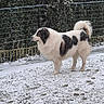animal, background, black, canine, cold, dog, fence, fluffy, fur, grass, nature, outdoor, pet, quiet, snow, snowflakes, standing, white, winter, yard