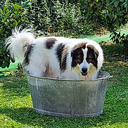 Syrius a rejoint le concours — aidez-le/la à gagner de superbes lots ! animal, brown_spots, canine, dog, fluffy, funny_pose, garden, grass, greenery, happy, leafy_plants, metal_tub, nature, outdoor, pet, playful, relaxed, summer, sunlight, white_dog