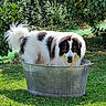 animal, brown_spots, canine, dog, fluffy, funny_pose, garden, grass, greenery, happy, leafy_plants, metal_tub, nature, outdoor, pet, playful, relaxed, summer, sunlight, white_dog