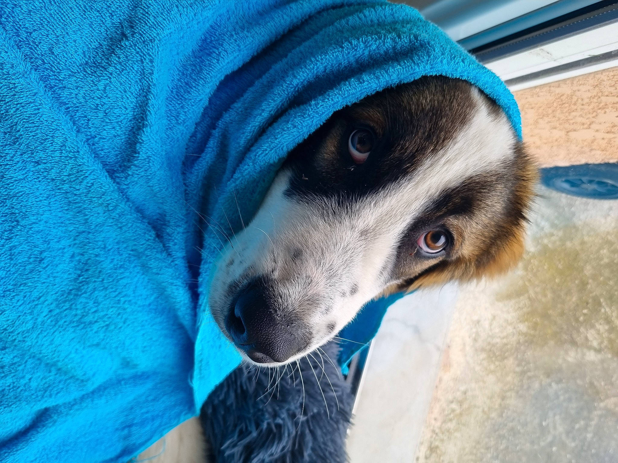 Syrius participe au concours pour gagner de l'argent avec cette photo : blue, canidae, carnivore, companion_dog, dog, dog_breed, electric_blue, fawn, fur, non_sporting_group, paw, puppy, sitting, snout, sporting_group, street_dog, terrestrial_animal, toy_dog, whiskers