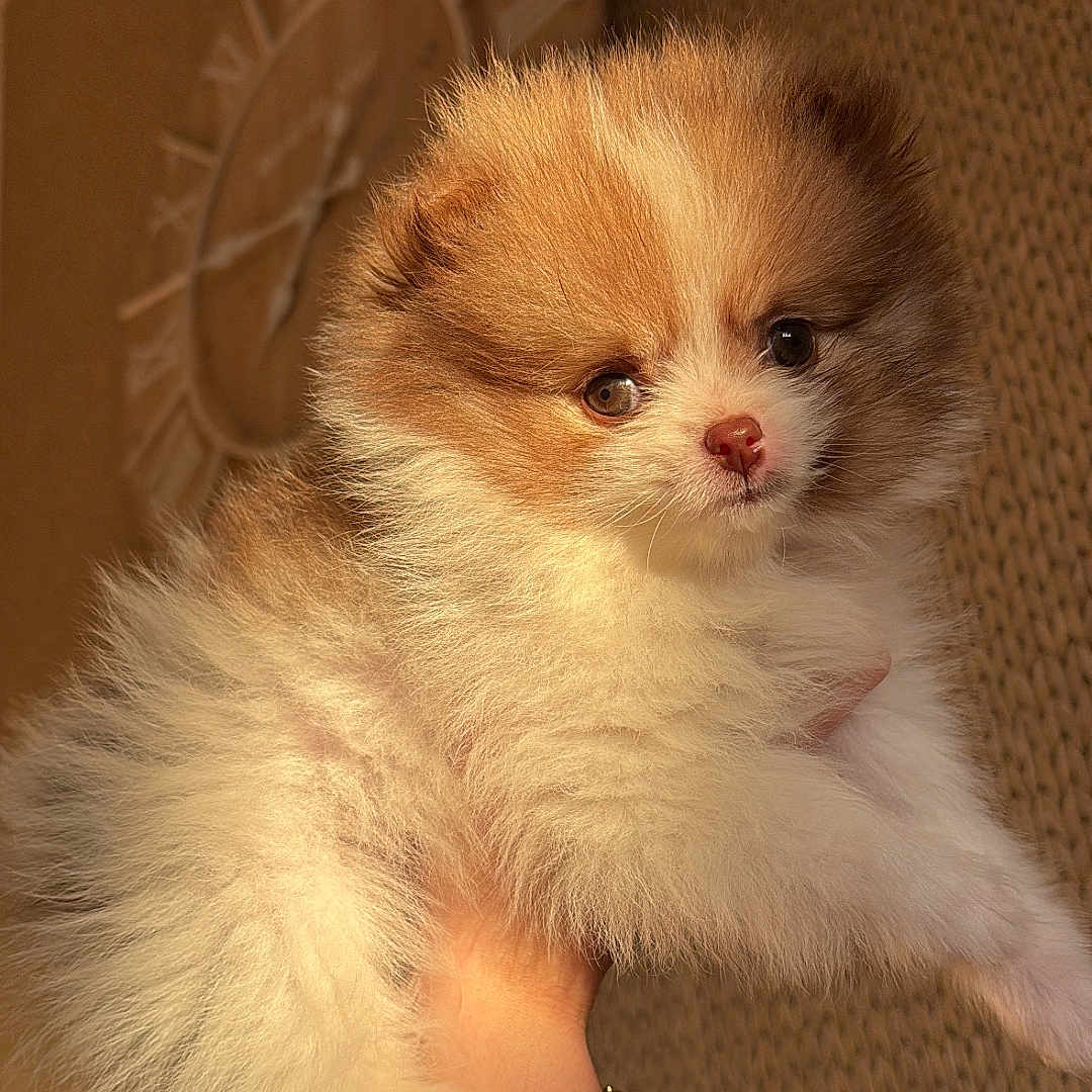 Aya a rejoint le concours — aidez-le/la à gagner de superbes lots ! adorable, animal, background, brown, clock, closeup, cozy, cute, dog, fluffy, fur, gold_watch, hand, indoor, pet, portrait, puppy, soft, watch, white