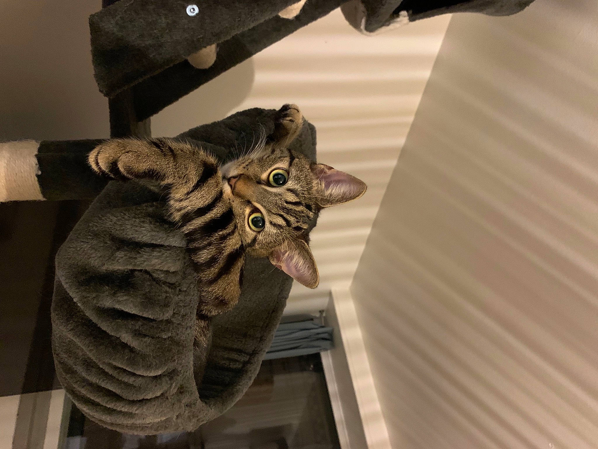 Sun a rejoint le concours — aidez-le/la à gagner de superbes lots ! art, artifact, carnivore, carving, cat, felidae, flooring, hardwood, metal, molding, pattern, reptile, sculpture, small_to_medium_sized_cats, statue, stone_carving, tail, tourist_attraction, visual_arts, wood