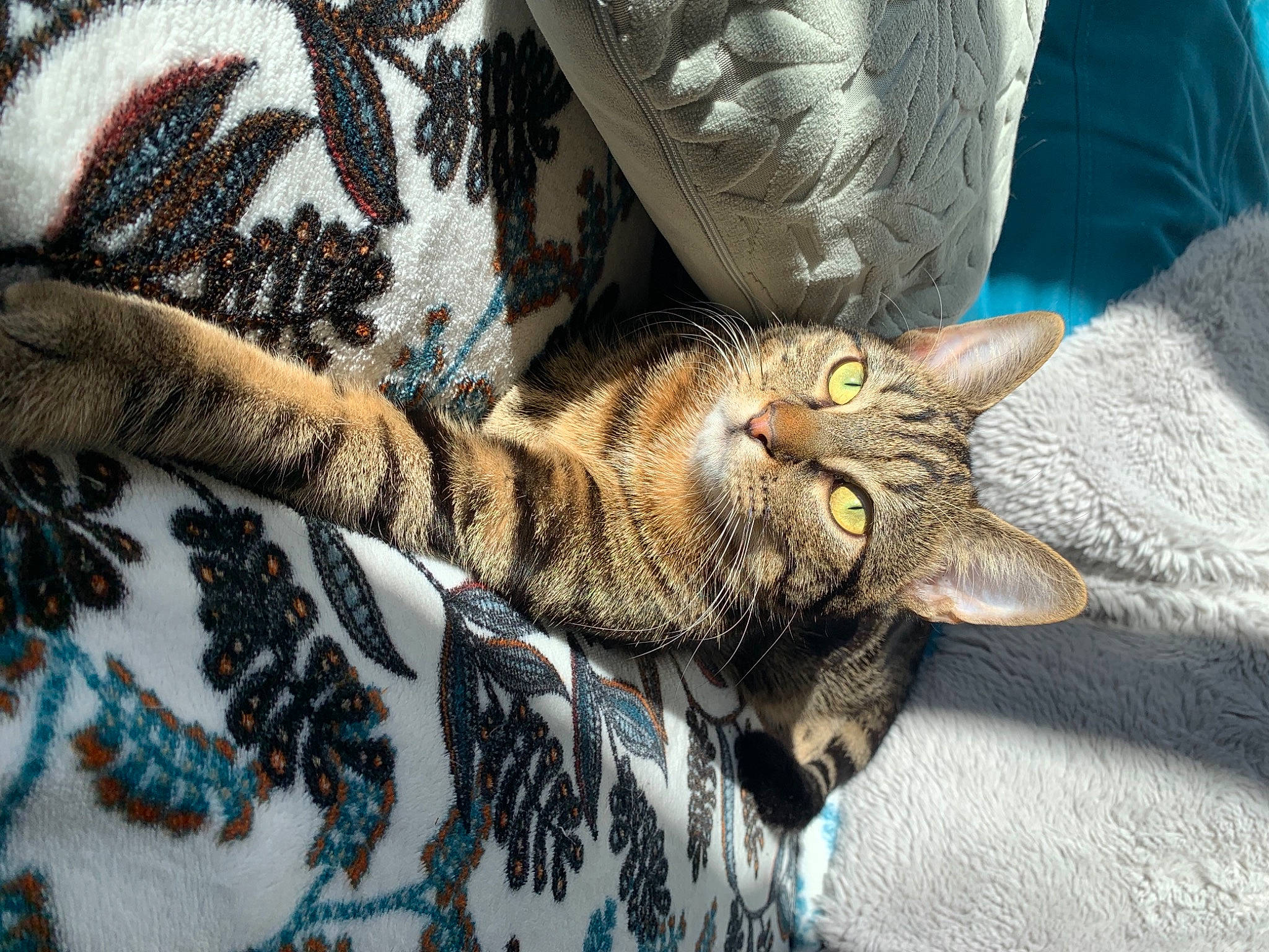 Sun a rejoint le concours — aidez-le/la à gagner de superbes lots ! carnivore, cat, claw, close_up, comfort, domestic_short_haired_cat, eye, felidae, fur, grey, human_leg, linens, pattern, paw, sleeve, small_to_medium_sized_cats, snout, tail, textile, whiskers