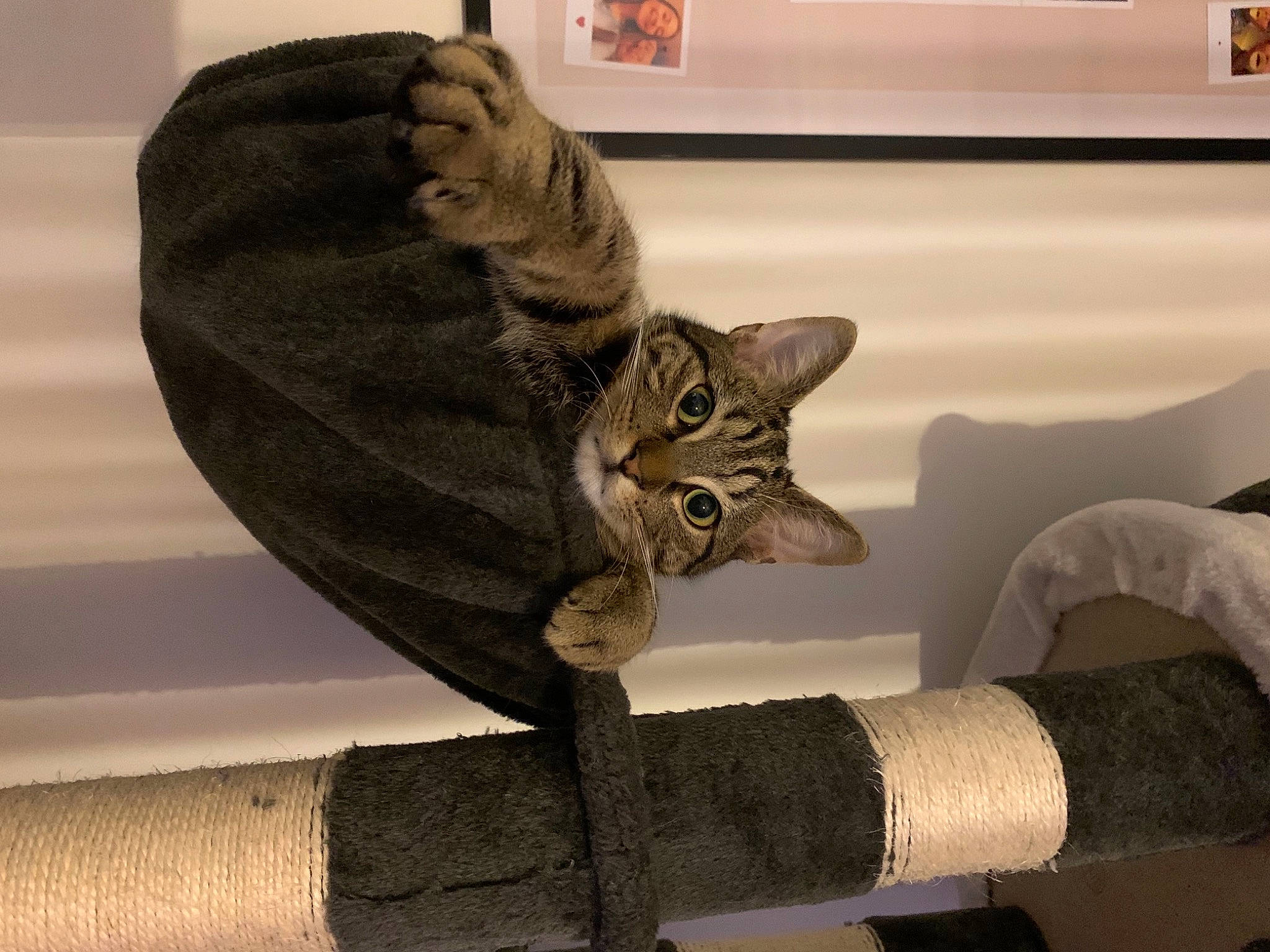 Sun participe au concours pour gagner de l'argent avec cette photo : carnivore, cat, chair, comfort, domestic_short_haired_cat, felidae, fur, grey, linens, metal, picture_frame, plant, room, small_to_medium_sized_cats, tail, whiskers, window, wood