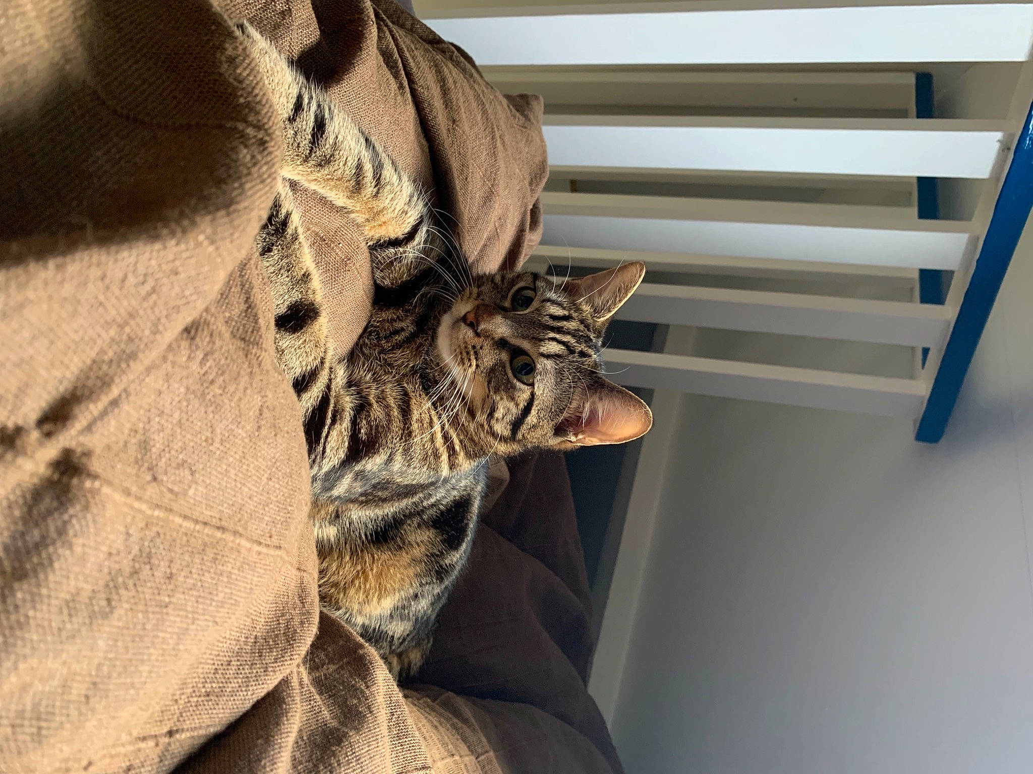 Sun a rejoint le concours — aidez-le/la à gagner de superbes lots ! carnivore, cat, claw, comfort, domestic_short_haired_cat, dress, fawn, feather, felidae, fur, grey, house, linens, pattern, small_to_medium_sized_cats, snout, tail, tree, whiskers, wood