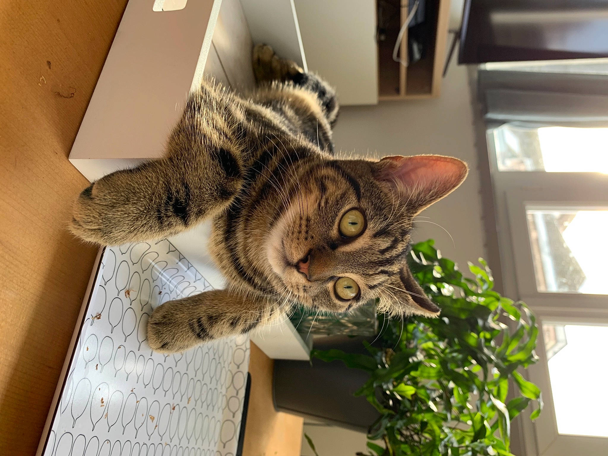 Sun participe au concours pour gagner de l'argent avec cette photo : carnivore, cat, domestic_short_haired_cat, felidae, fur, houseplant, pet_supply, plant, room, shelf, small_to_medium_sized_cats, snout, tail, whiskers, window, wood