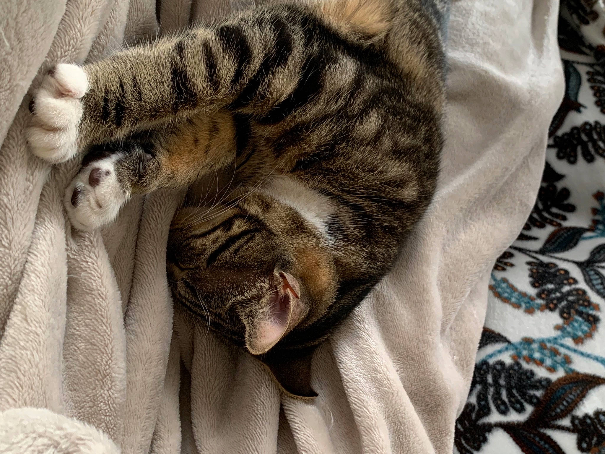 Sana a rejoint le concours — aidez-le/la à gagner de superbes lots ! big_cats, carnivore, cat, claw, comfort, domestic_short_haired_cat, fawn, felidae, fur, grey, linens, nap, pattern, paw, small_to_medium_sized_cats, snout, terrestrial_animal, textile, whiskers, wildlife