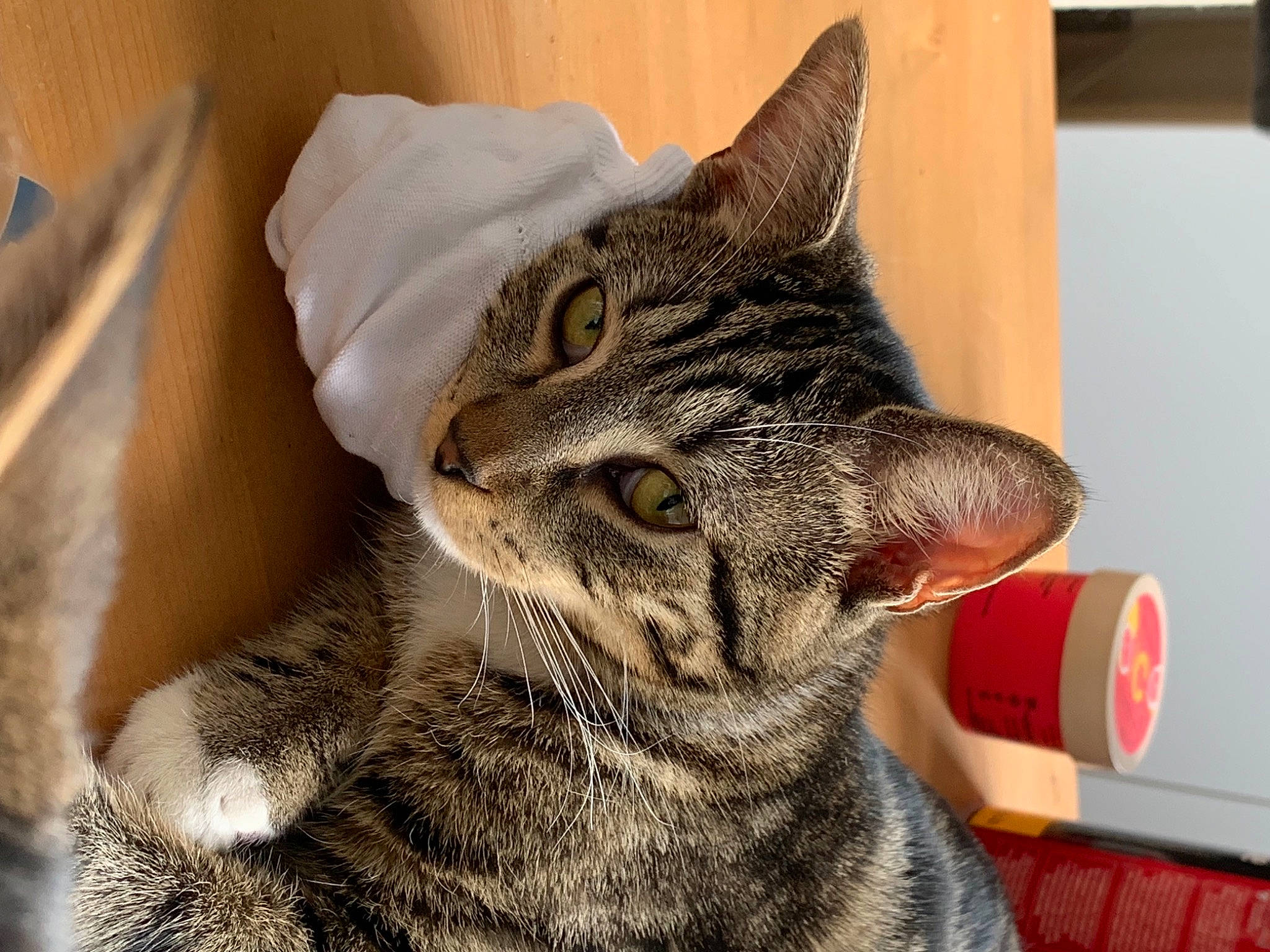 Sana a rejoint le concours — aidez-le/la à gagner de superbes lots ! carnivore, cat, claw, comfort, domestic_short_haired_cat, felidae, fur, paw, small_to_medium_sized_cats, snout, terrestrial_animal, whiskers