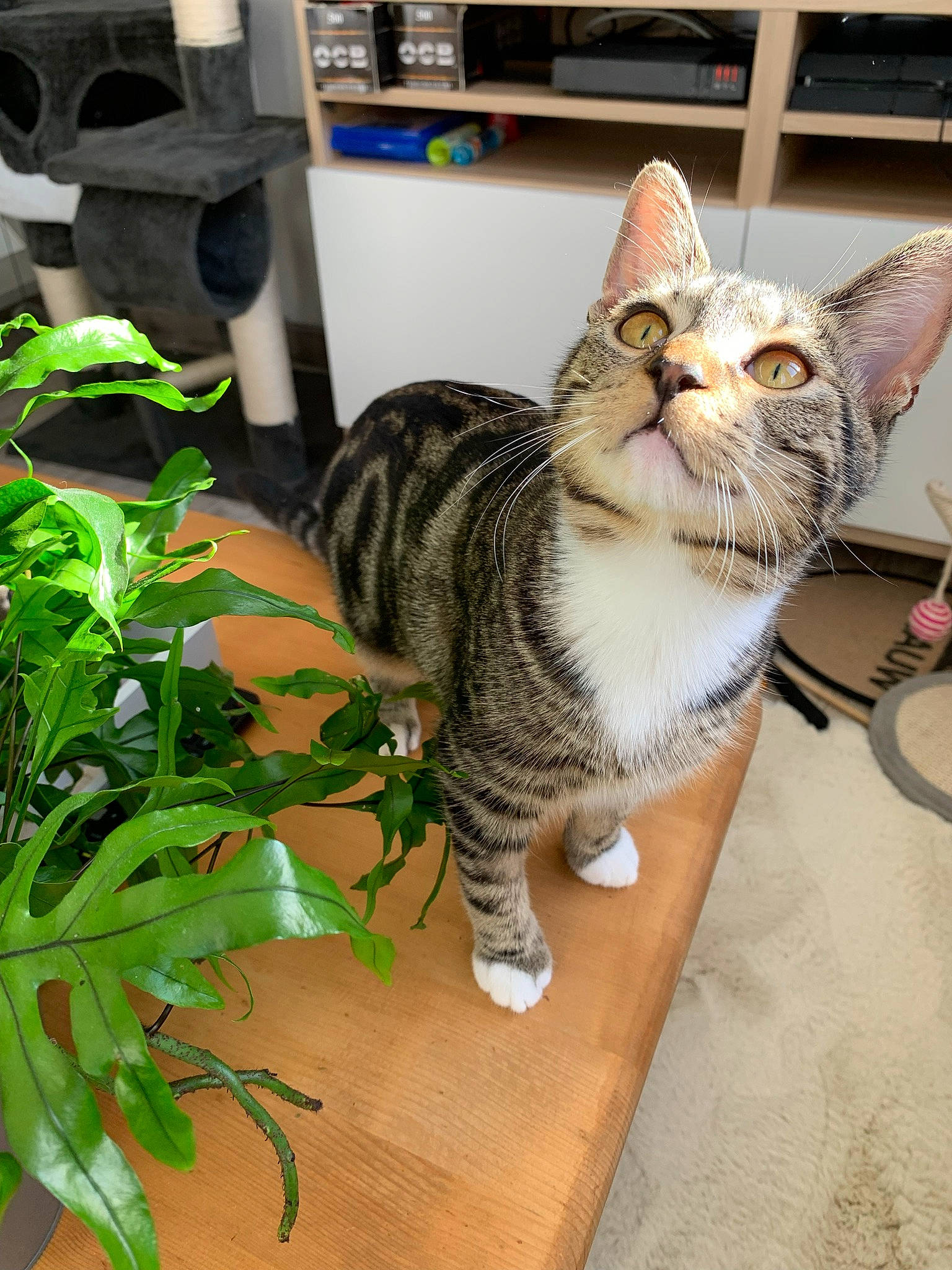 Sana a rejoint le concours — aidez-le/la à gagner de superbes lots ! carnivore, cat, domestic_short_haired_cat, felidae, flooring, flowerpot, fur, grass, herb, houseplant, kitchen_appliance, paw, plant, sitting, small_to_medium_sized_cats, snout, tail, terrestrial_animal, whiskers