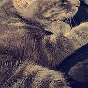 Mango a rejoint le concours — aidez-le/la à gagner de superbes lots ! cat, cat_like_mammal, close_up, eye, fur, mammal, organ, sky, small_to_medium_sized_cats, snout, stock_photography, sunlight, whiskers