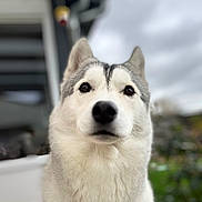 Valka a rejoint le concours — aidez-le/la à gagner de superbes lots ! dog, siberian_husky, pet, animal, portrait, outdoor, fur, canine, muzzle, ears, eyes, nose, whiskers, domestic_animal, closeup, furry, cute, friend, companionship, nature