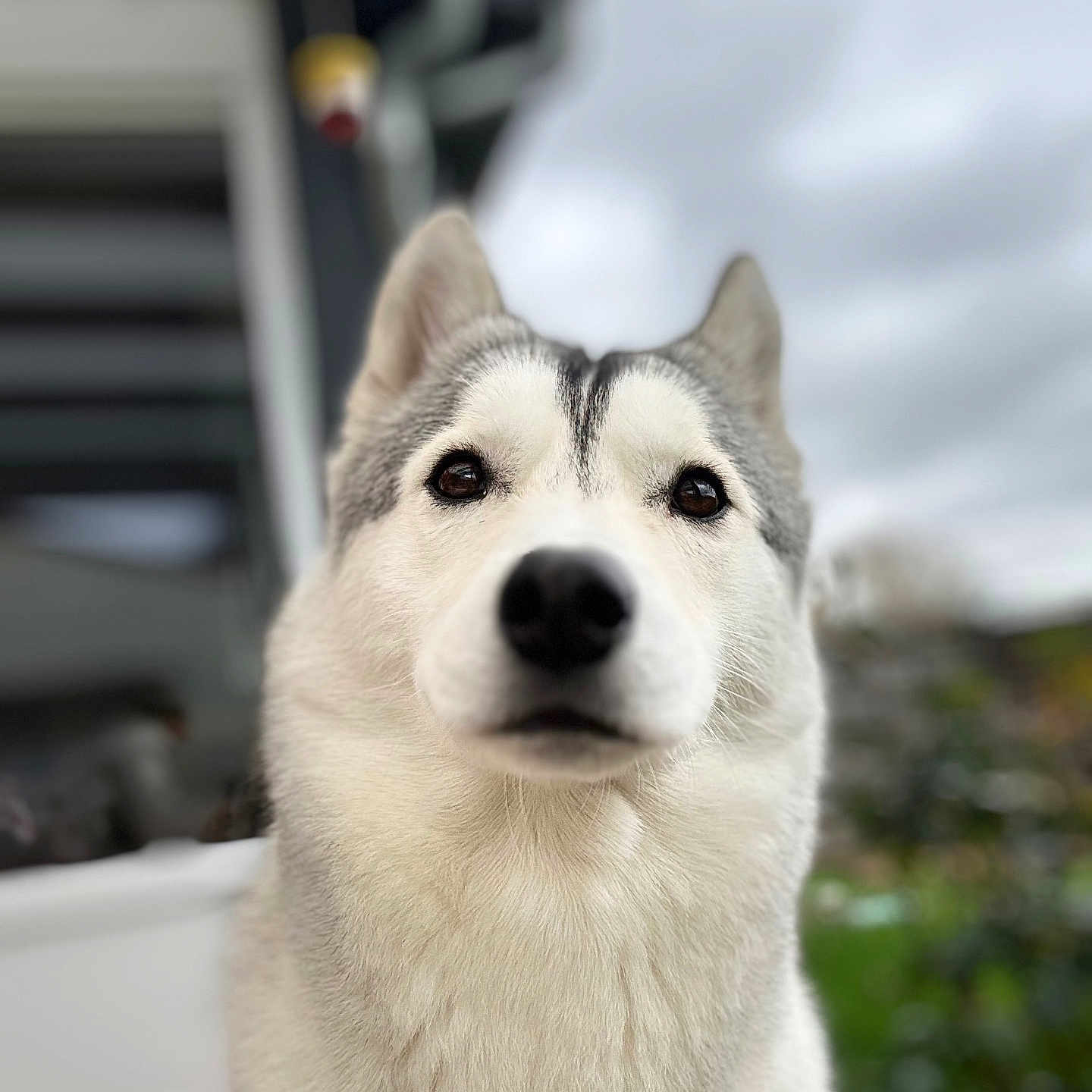 Valka a rejoint le concours — aidez-le/la à gagner de superbes lots ! animal, canine, closeup, companionship, cute, dog, domestic_animal, ears, eyes, friend, fur, furry, muzzle, nature, nose, outdoor, pet, portrait, siberian_husky, whiskers