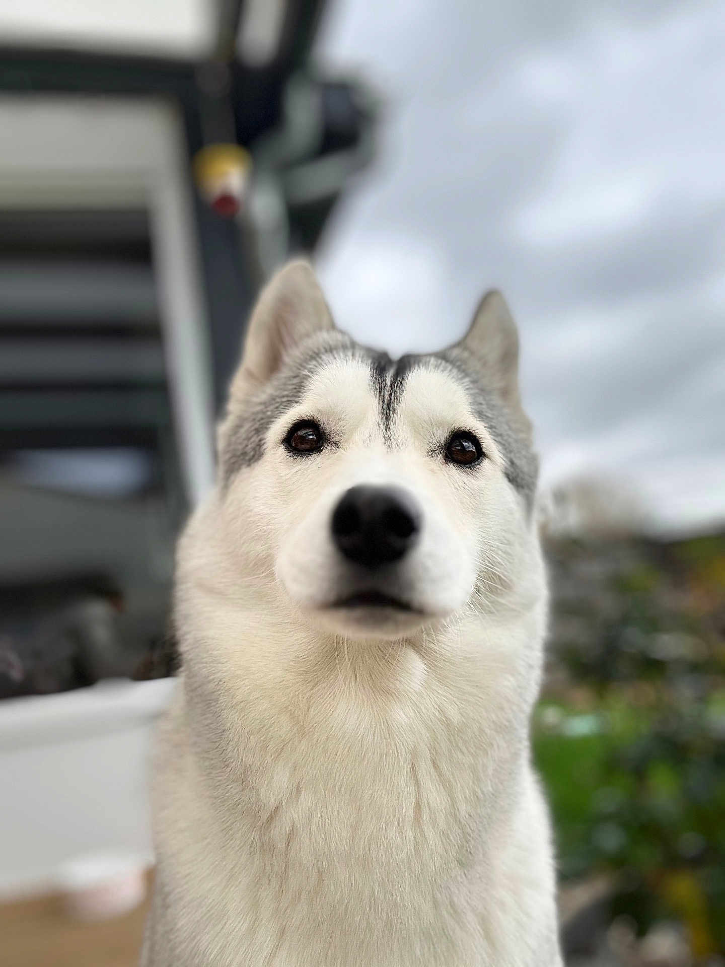 Valka a rejoint le concours — aidez-le/la à gagner de superbes lots ! dog, siberian_husky, pet, animal, portrait, outdoor, fur, canine, muzzle, ears, eyes, nose, whiskers, domestic_animal, closeup, furry, cute, friend, companionship, nature