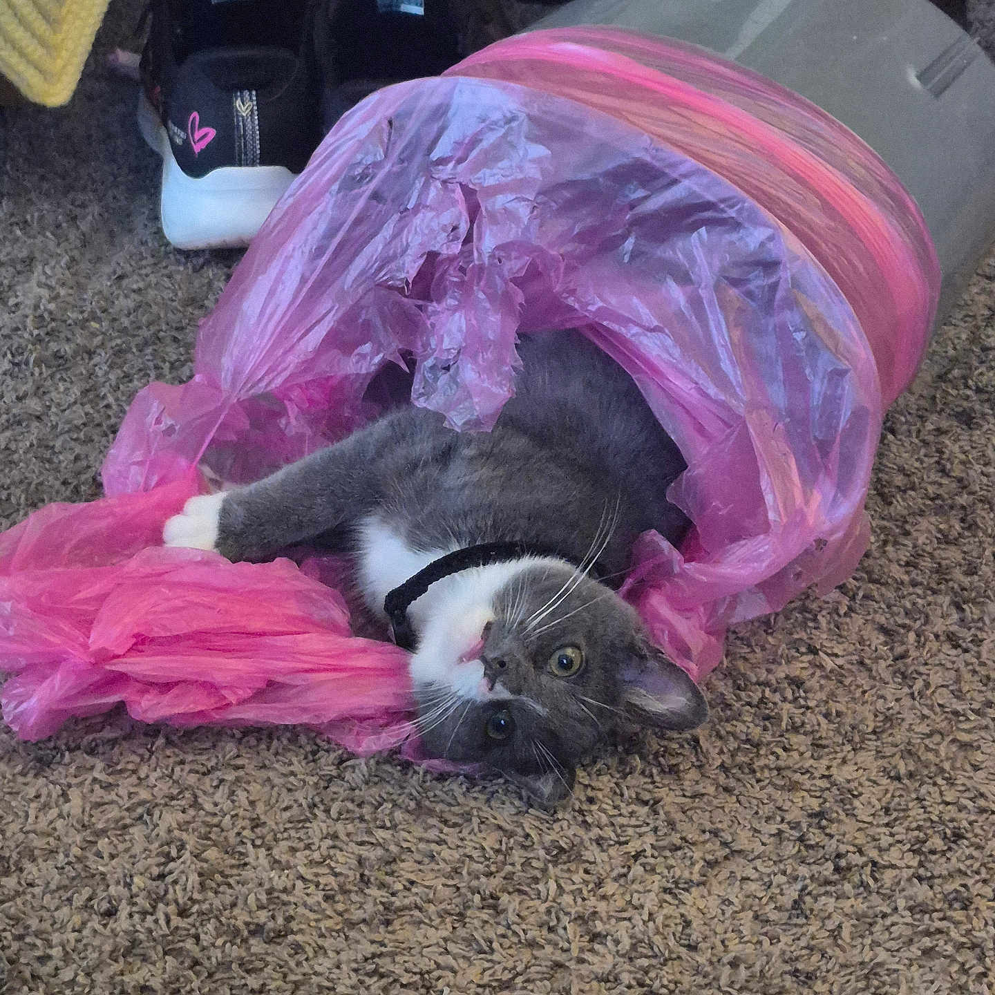 Beaver Cleaver joined the competition — help win amazing prizes! cat, grey_cat, white_cat, plastic_bag, pink_bag, carpet, indoor, sneakers, black_shoes, white_soles, heart_detail, playful, pet, curious, floor, texture, relaxed, collar, animal, domestic
