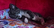 Beaver Cleaver joined the competition — help win amazing prizes! kitten, cat, sleeping, cozy, blanket, floral, colorful, fur, pet, cute, relaxed, indoor, resting, animal, small, paw, soft, warm, comfort, closeup