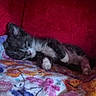 kitten, cat, sleeping, cozy, blanket, floral, colorful, fur, pet, cute, relaxed, indoor, resting, animal, small, paw, soft, warm, comfort, closeup