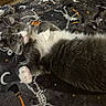 Beaver Cleaver joined the competition — help win amazing prizes! cat, gray_cat, white_paws, white_chest, furry, whiskers, green_eyes, lying_down, belly_up, playful, relaxed, pet, animal, indoor, blanket, halloween, skeleton_pattern, pumpkin_pattern, cozy, portrait