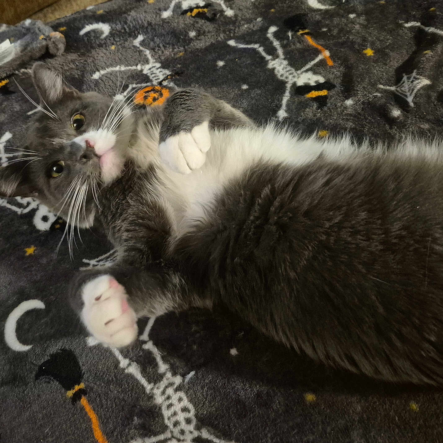 Beaver Cleaver joined the competition — help win amazing prizes! cat, gray_cat, white_paws, white_chest, furry, whiskers, green_eyes, lying_down, belly_up, playful, relaxed, pet, animal, indoor, blanket, halloween, skeleton_pattern, pumpkin_pattern, cozy, portrait