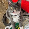 kitten, cat, gray_cat, white_paws, tongue_out, yellow_eyes, collar, bell, plastic_bag, floor_tile, indoor, pet, cute, young_cat, whiskers, fur, sitting, looking_up, red_cushion, household