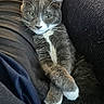 Beaver Cleaver joined the competition — help win amazing prizes! animal, cat, closeup, comfort, couch, cozy, crossed_paws, cute, ears, fabric, feline, fur, gray_cat, indoor, pet, portrait, relaxed, resting, whiskers, white_paws