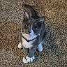 Beaver Cleaver is registered to the contest to win money with this photo: adorable, animal, carpet, cat, collar, companion, curious, cute, domestic_cat, feline, fur, gray_cat, indoor, looking_up, pet, playful, sitting, whiskers, white_paws, young_cat