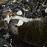 Beaver Cleaver joined the competition — help win amazing prizes! cat, gray_cat, white_paws, furry, pet, animal, indoors, blanket, halloween, spooky, web_pattern, relaxed, lying_down, belly_up, whiskers, green_eyes, closeup, playful, cozy, portrait