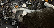Beaver Cleaver is registered to the contest to win money with this photo: back, blanket, cat, close_up, cozy, cute, eyes, feline, fur, gray_cat, indoor, lying_down, pet, pink_nose, playful, portrait, relaxed, spooky_pattern, whiskers, white_paws