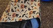 Beaver Cleaver is registered to the contest to win money with this photo: animal, bat, black_and_white_cat, blue_bowl, broomstick, cardboard, carpet, cat, cozy, feline, halloween, home, indoor, lying_down, pet, pumpkin, relaxed, scratch_pad, sleeping, whiskers