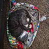 cat, gray_cat, white_paws, sleeping, curled_up, balloon, deflated_balloon, colorful, patterned, party, carpet, indoor, pet, cozy, cute, resting, feline, animal, collar, close_up