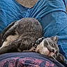 cat, sleeping, gray_cat, white_cat, pet, collar, tongue_out, lap, person, blue_pants, shirt, indoor, carpet, relaxed, cozy, resting, feline, whiskers, close_up, cute