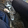 animal, armrest, cat, comfort, couch, cozy, domestic_animal, fur, furniture, gray_cat, home, indoor, nap, pet, relaxation, resting, sleeping, stretching_paw, whiskers, white_paws