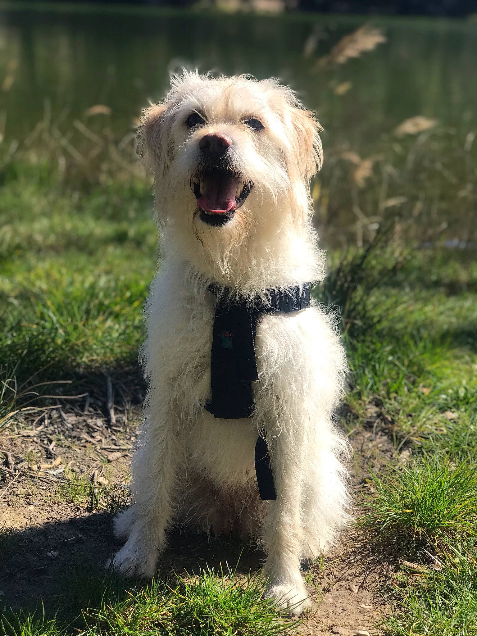 Mya a rejoint le concours — aidez-le/la à gagner de superbes lots ! basque_shepherd_dog, canidae, carnivore, companion_dog, dog, dog_breed, irish_soft_coated_wheaten_terrier, mammal, maremma_sheepdog, pyrenean_shepherd, rare_breed_dog, slovak_cuvac, sporting_group, terrier, vertebrate