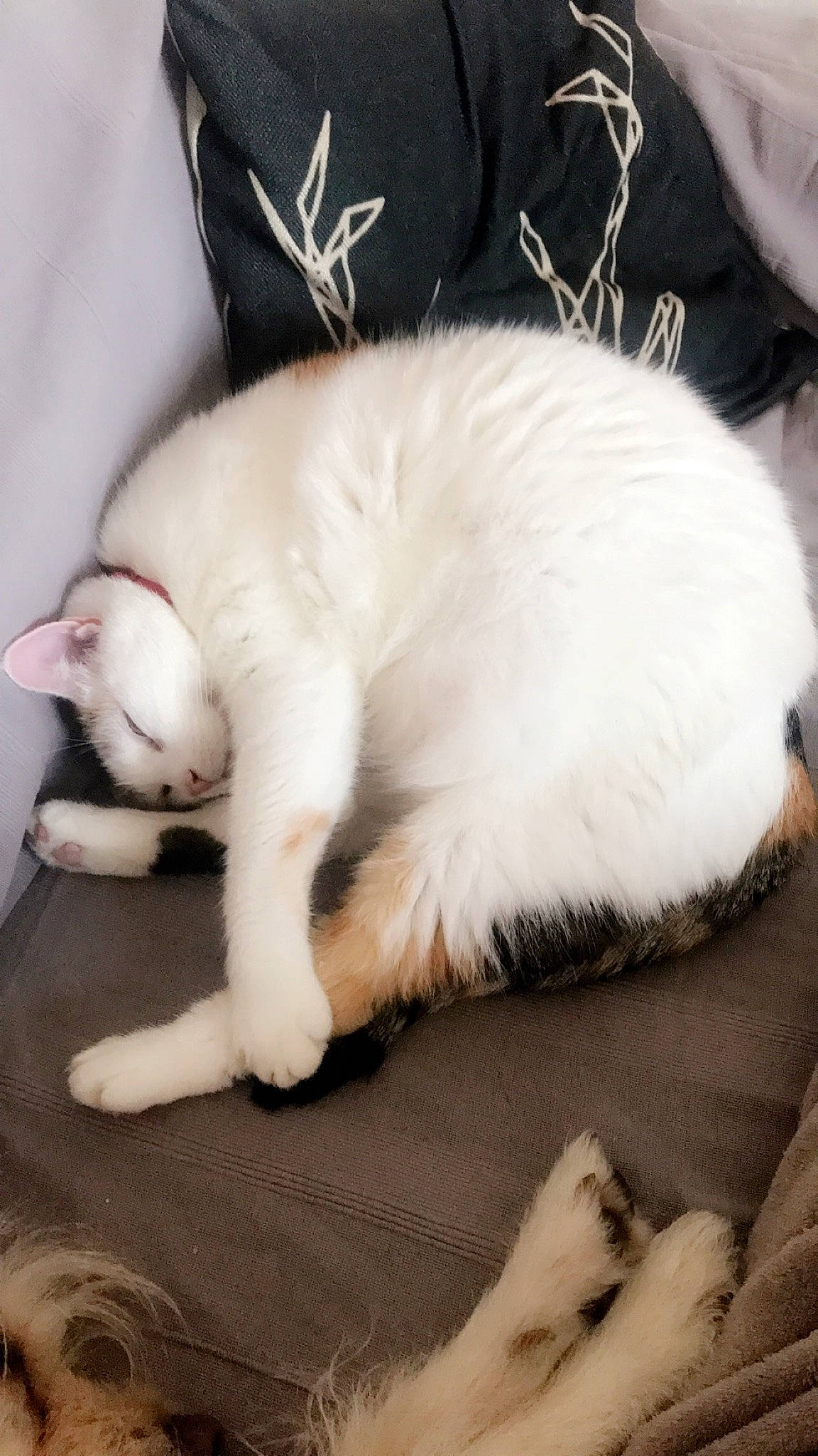 Louloute a rejoint le concours — aidez-le/la à gagner de superbes lots ! carnivore, cat, claw, ear, fawn, felidae, fur, kitten, nap, paw, sleep, small_to_medium_sized_cats, tail, turkish_angora, whiskers