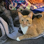 Flash is registered to the contest to win money with this photo: animal, blanket, cat, cats, companion, couch, cozy, cute, domestic_animal, feline, fur, gray_cat, indoor, orange_cat, paw, pet, quilt, relaxing, resting, two_animals