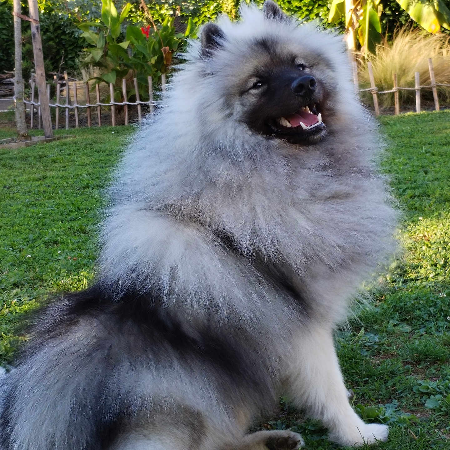 Taiko participe au concours pour gagner de l'argent avec cette photo : animal, backyard, canine, chow, collie, dog, eskimodog, fence, grass, husky, lawn, nature, outdoors, pet, plant, puppy, tree, vegetation, whitedog, yard